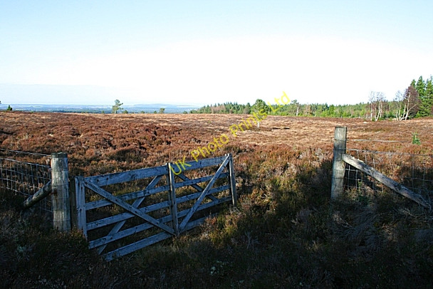 Photo 6"x4" Moss of Findlayseat Inchberry\/NJ3155 c2007 P1