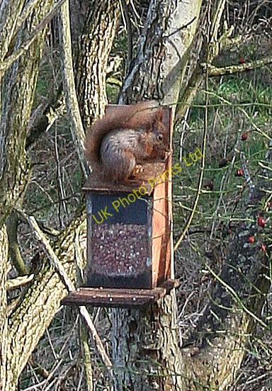 Photo 6"x4" Red Squirrel Windyridge\/NJ2367 c2007
