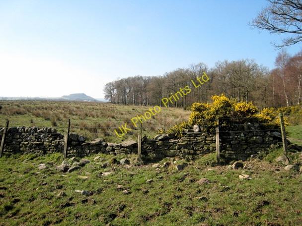 Photo 6"x4" Craigintier Woods Badshalloch c2007 P2