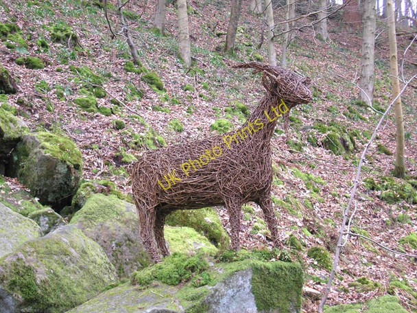 Photo 6"x4" Goat at Hawsker Storiths c2007