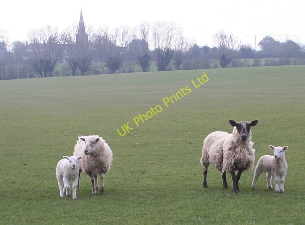 Photo 6"x4" Sheep Pasture and Castlemorton Church Castlemorton c2007