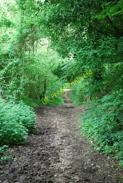 Photo 6"x4" Bridleway entering Cliff Wood Higher Whatcombe c2007