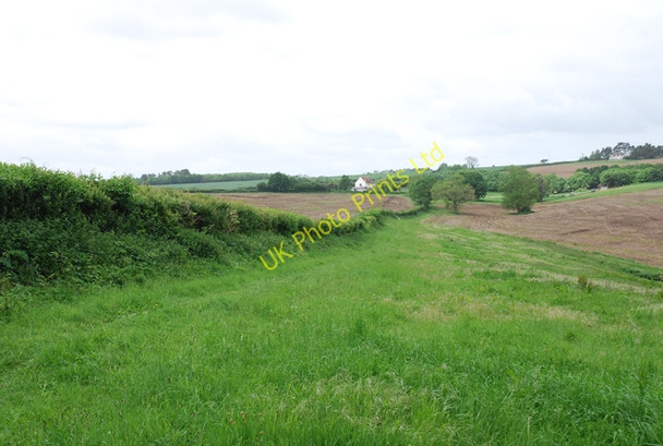 Photo 6"x4" Hedgeline on East Luccombe Farm Higher Whatcombe c2007