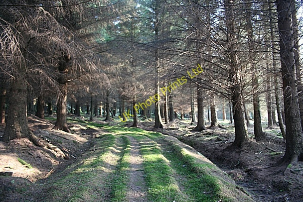Photo 6"x4" Greenhill Plantation Berryhillock\/NJ5060 c2007