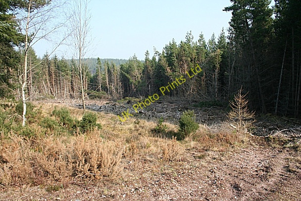 Photo 6"x4" Wood of Sourden Rothes c2007 P1
