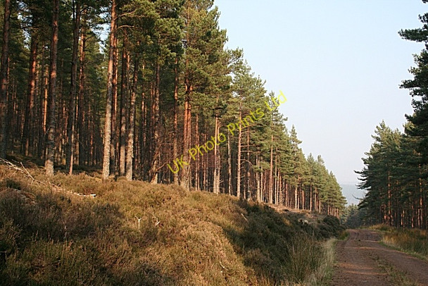 Photo 6"x4" Wood of Dundurcas Rothes c2007