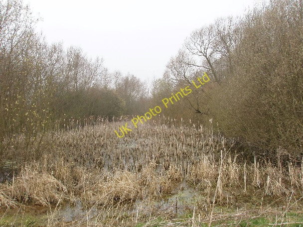 Photo 6"x4" Pond with bulrushes Wendlebury c2007