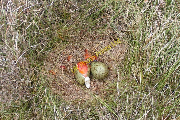 Photo 6"x4" Plundered Curlew nest Wearhead c2004