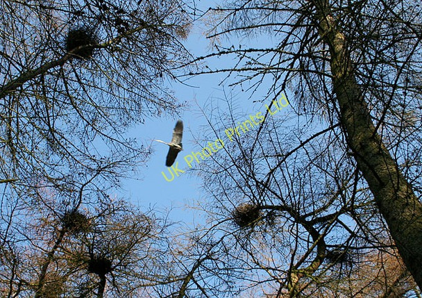 Photo 6"x4" The Heronry at Spynie Loch. Windyridge\/NJ2367 c2007