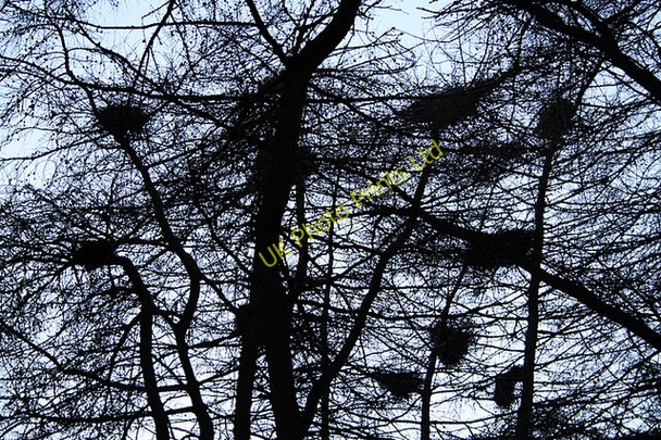 Photo 6"x4" Grey Heron nests by Spynie Loch. Windyridge\/NJ2367 c2007