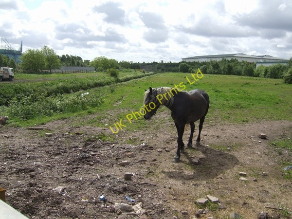 Photo 6"x4" Rough Grazing beside the River Tame Darlaston c2007