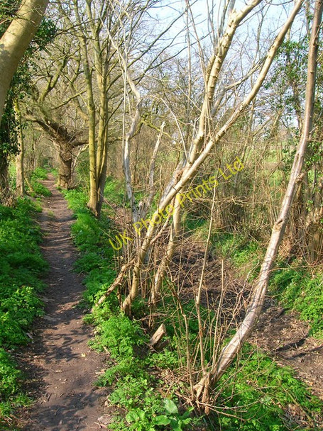 Photo 6"x4" Two Legs Above, Four Legs Below East Hoathly c2007