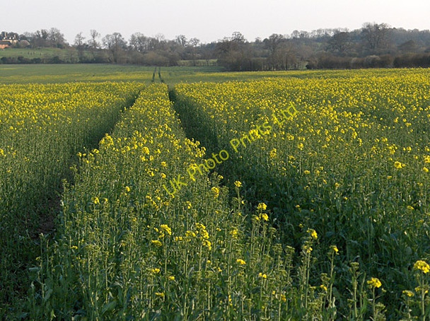Photo 6"x4" Oil-seed rape, Carswell Marsh Carswell Marsh c2007