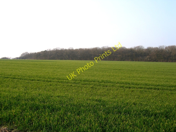 Photo 6"x4" Potton Wood, Potton, Beds Cockayne Hatley c2007