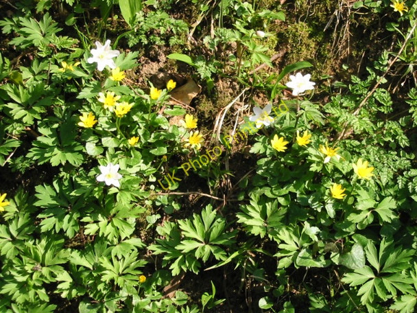 Photo 6"x4" Wood anemone and celandines Exted c2007
