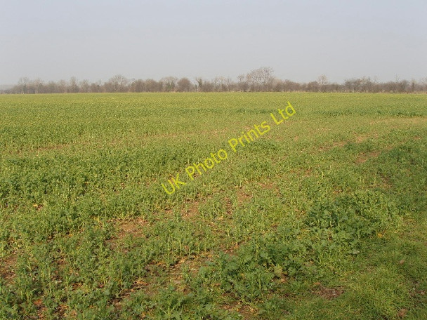 Photo 6"x4" Footpath not apparent through rape field Little Chesterton c2007