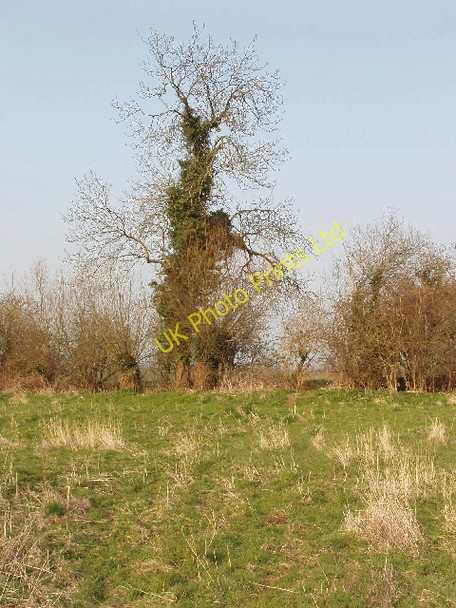 Photo 6"x4" Ivy-clad tree Weston-on-the-Green c2007