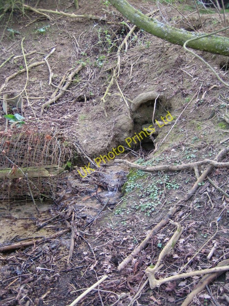 Photo 6"x4" Spring in woods near Cuddington Cuddington\/SP7311 c2007