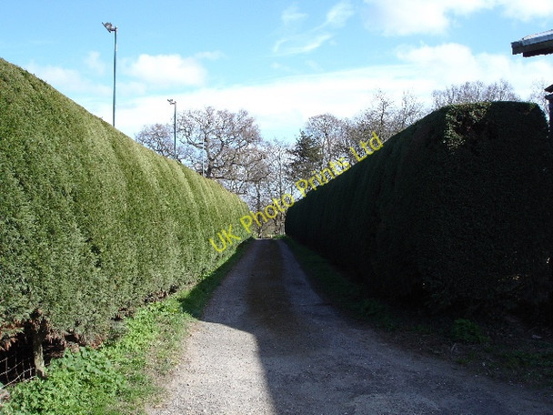 Photo 6"x4" Footpath to church Bilsington c2007