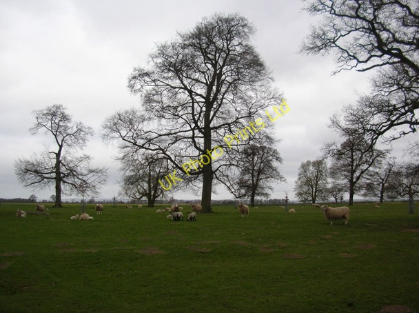 Photo 6"x4" Sheep near Myton Hall Myton Hall c2007