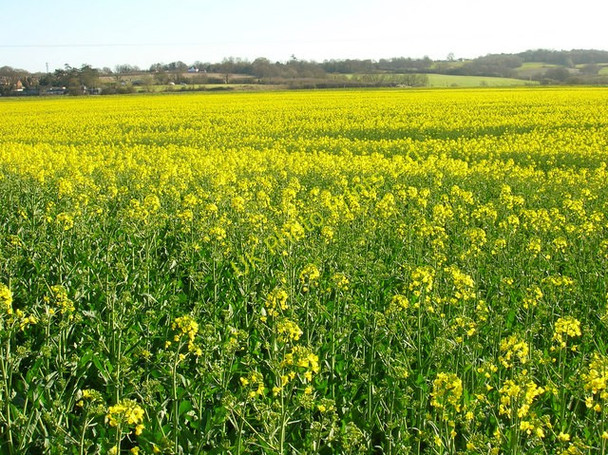 Photo 6"x4" Rape Field Behind the White Hart Inn Newenden c2007