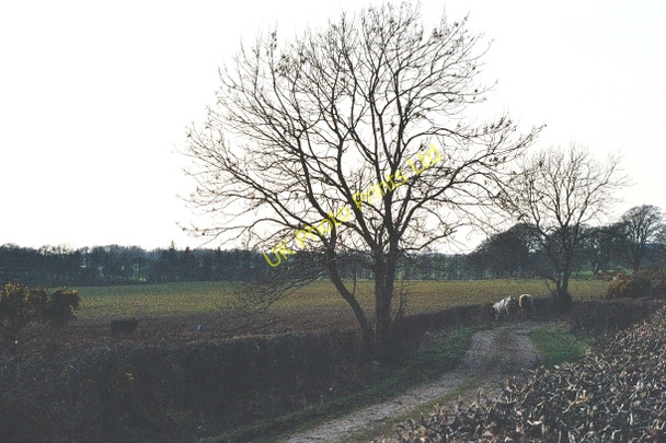 Photo 6"x4" Bull blocking the road Murraythwaite c2007