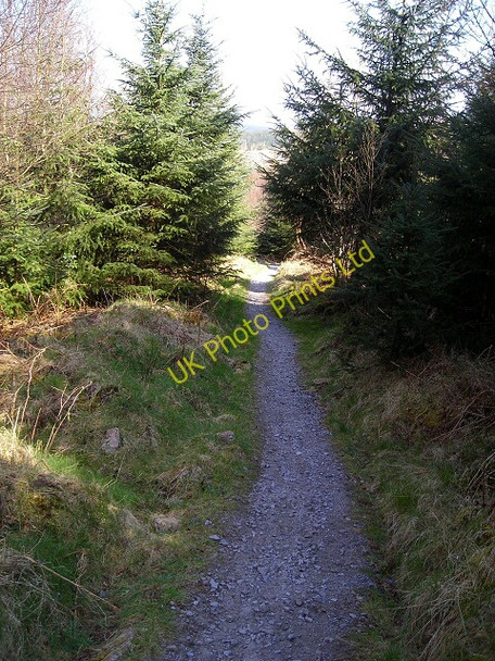 Photo 6"x4" Cycle Trail in Dalbeattie Forest Palnackie c2007