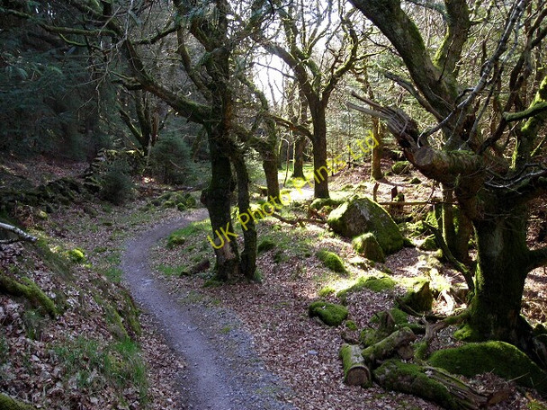 Photo 6"x4" Cycle Trail in Dalbeattie Forest Palnackie c2007 P1