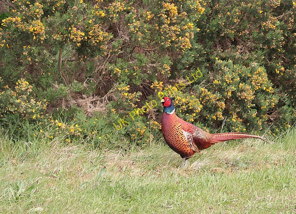 Photo 6"x4" Cock pheasant of Innes Estate. Lochhill\/NJ2964 c2007