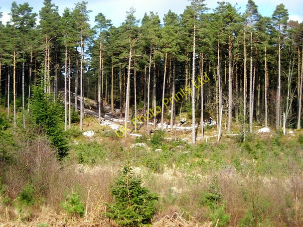 Photo 6"x4" Dalbeattie Forest Dalbeattie c2007