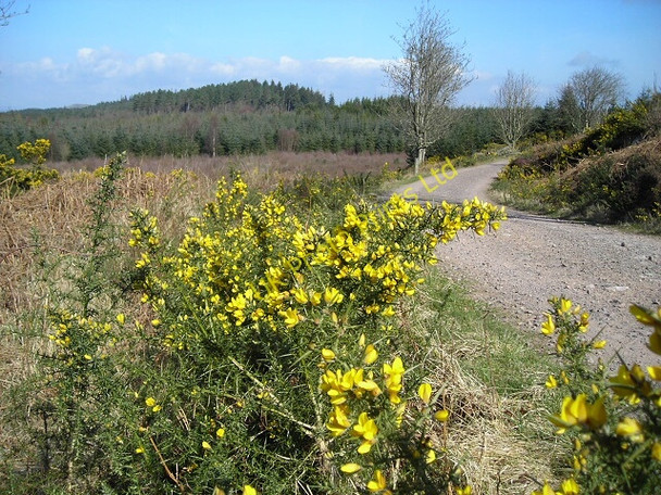 Photo 6"x4" Dalbeattie Forest Dalbeattie c2007
