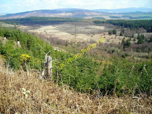 Photo 6"x4" Open Area in Dalbeattie Forest Palnackie c2007