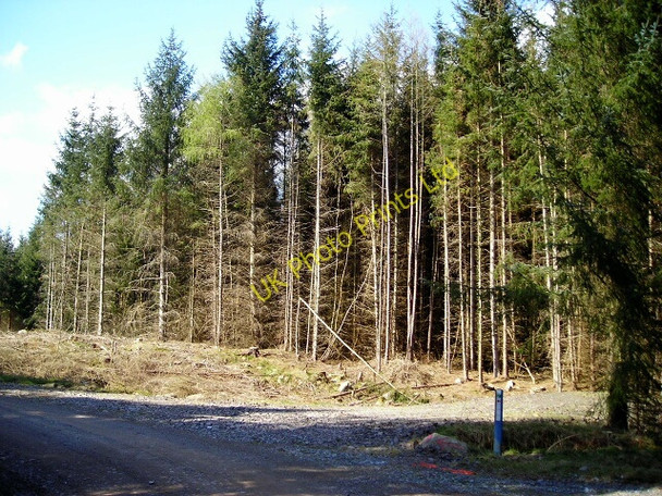Photo 6"x4" Dalbeattie Forest Barend\/NX8855 c2007