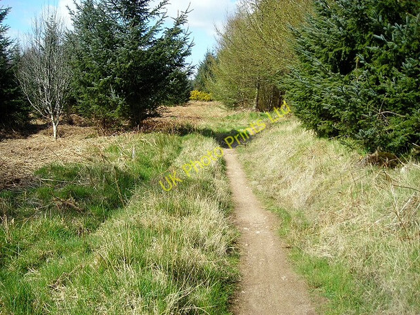 Photo 6"x4" Cycle Trail in Dalbeattie Forest Barend\/NX8855 c2007