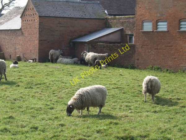 Photo 6"x4" Heritage sheep Bishops Wood c2007