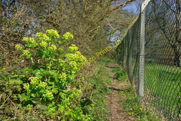 Photo 6"x4" Footpath to Magham Down Hailsham c2007