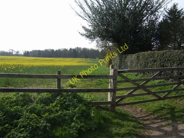 Photo 6"x4" View towards Wigmore Wood Renshaw Wood c2007