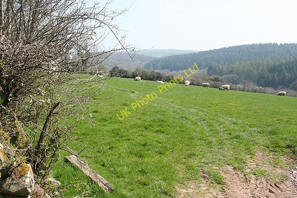 Photo 6"x4" Knowstone: near West Crosside Ash Mill c2007