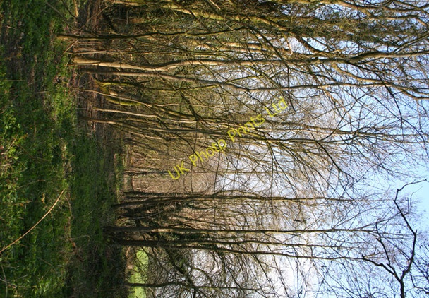 Photo 6"x4" Line of disused railway, near Hall Lane bridge Edge Green\/SJ4850 c2007