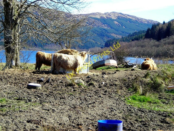 Photo 6"x4" Highland Cattle Near Laggan Ardchullarie More c2007