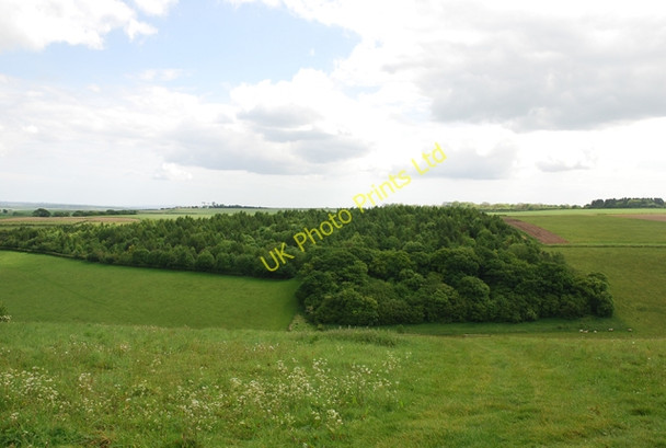 Photo 6"x4" Woods beside South Down Turnworth c2007