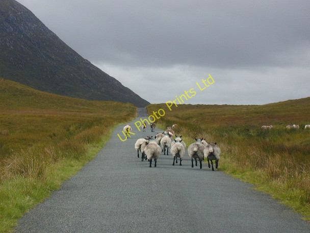 Photo 6"x4" Sheep by Meenbog Hill Money Beg c2004