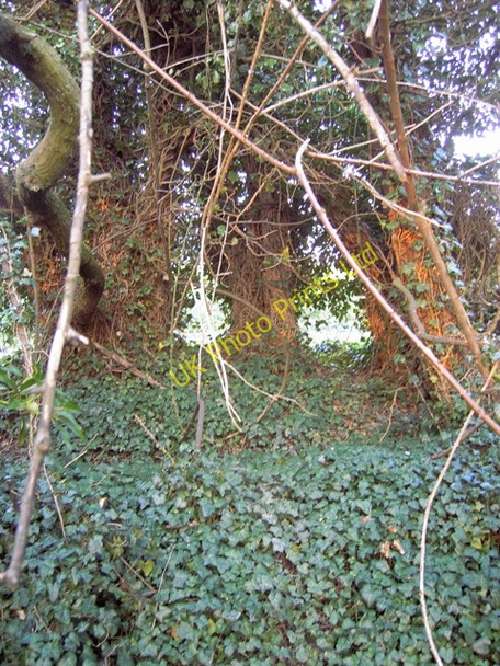 Photo 6"x4" Unusual group of trees - Jeremiahs Tree? Streatley\/TL0728 c2007