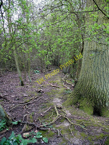 Photo 6"x4" Inside the Hedge Littlecote\/SP8324 c2007