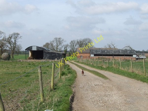 Photo 6"x4" A touch of 'The Simpsons'? Goosemoor\/SJ8217 c2007