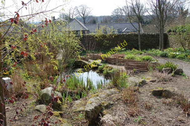 Photo 6"x4" Dales Garden Stanhope Stanhope\/NY9939 c2007