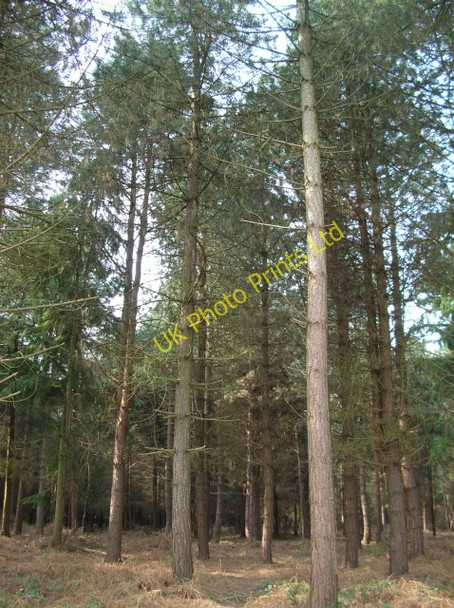 Photo 6"x4" Black Plantation High Catton c2007