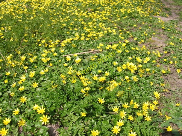 Photo 6"x4" Carpet of lesser celandines How Hill\/TG3719 c2007