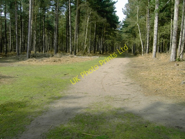 Photo 6"x4" Tracks Crossing in Rowney Warren Wood Deadman's Cross c2007