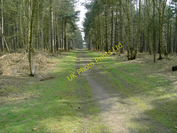 Photo 6"x4" Track Looking SSE in Rowney Warren Wood Deadman's Cross c2007